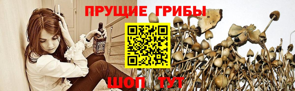 Псилоцибиновые грибы MAGIC MUSHROOMS  Вход с VPN  хочу наркоту  Псилоцибиновые грибы Magic Shrooms  Протвино 